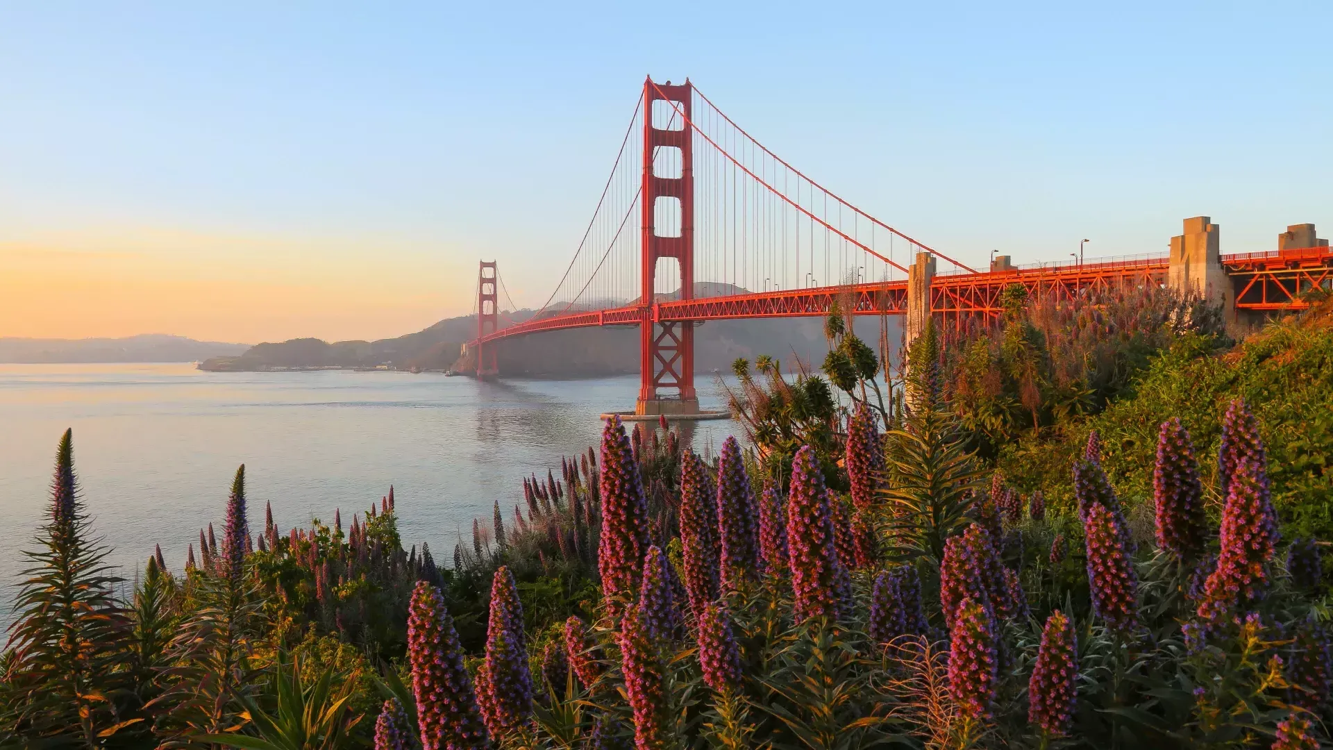 Golden Gate Bridge 전면에 큰 꽃과 함께 사진에 담겼습니다.